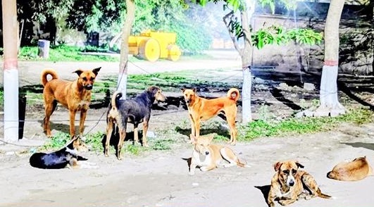 নজরুল বিশ্ববিদ্যালয়ে বেওয়ারিশ কুকুরের উপদ্রব: আতঙ্কে শিক্ষার্থীরা