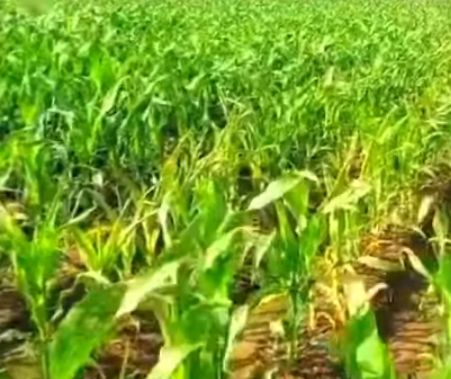 দিনাজপুরের বিরল থানার এক কৃষকের ভূট্টাখেত নষ্টে অভিযোগ।