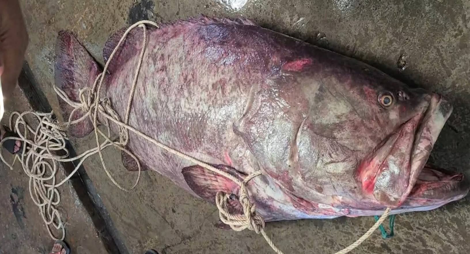 সেন্টমার্টিনের পশ্চিমে সাগরে জালে ধরা পড়ল ৫ মণ ওজনের বোল মাছ