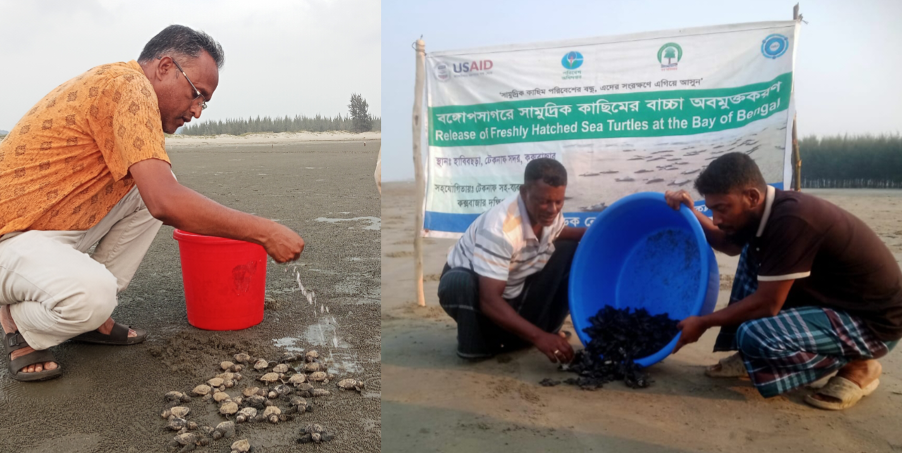 টেকনাফ সৈকতে একদিনে ৪৬৯ কাছিমের চারা !