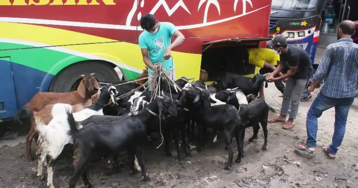 লালমনিরহাট থেকে লক্ষ্মীপুরে পরিবহনের পথে ৪৭ ছাগলের দমবন্ধ হয়ে মৃত্যু, দোষীকে জরিমানা
