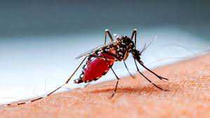 অসময়ে কিউলেক্সের হানা, ডেঙ্গুর আগাম সতর্কবার্তা; মশা নিয়ন্ত্রণে সিটি কর্পোরেশনের ব্যর্থতায় ক্ষুব্ধ নগরবাসী