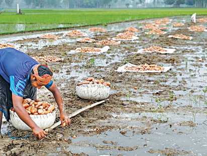 ঝড়-বৃষ্টিতে আলু চাষিদের ৬৭৫ কোটি টাকার ক্ষতি; কৃষি পুনর্বাসনের দাবি কোল্ড স্টোরেজ অ্যাসোসিয়েশনের