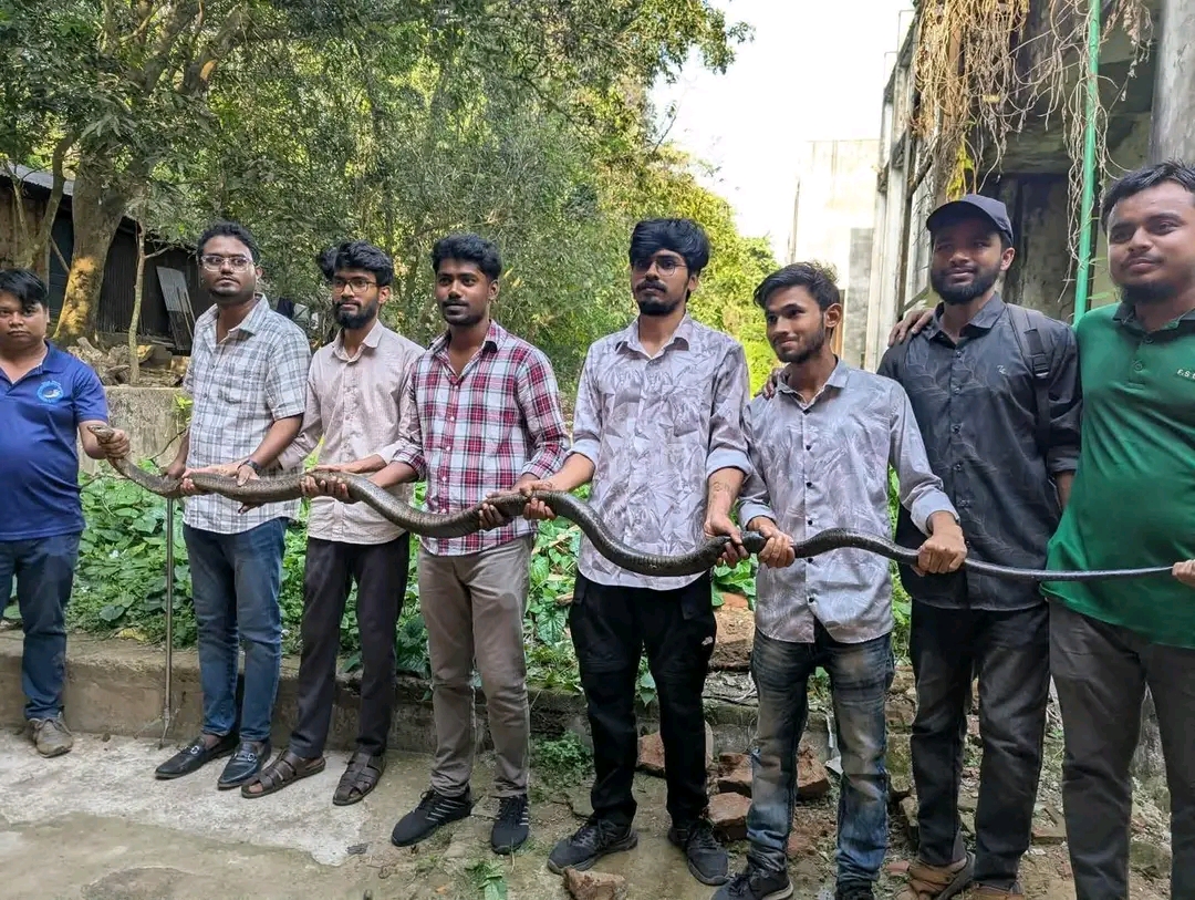 চট্টগ্রাম বিশ্ববিদ্যালয়ে বিষধর কিং কোবরা !