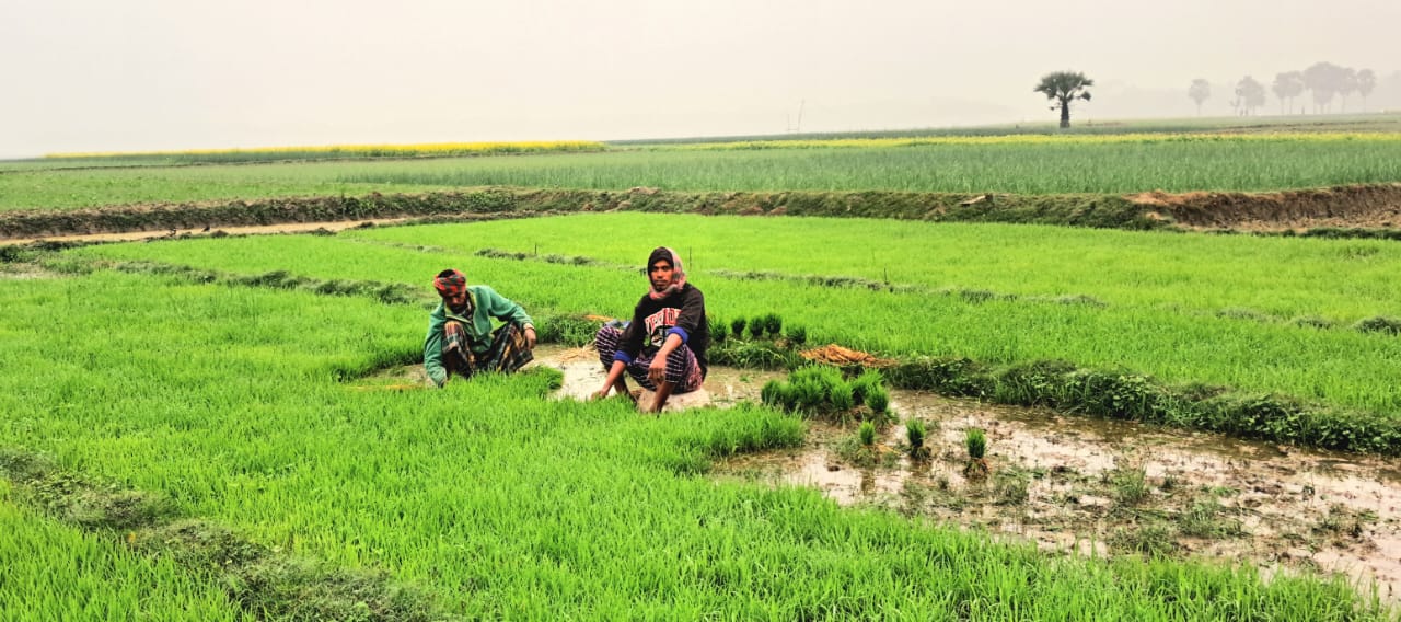 মুহম্মদপুর কন কনে শীতেও  থেমে নেই কৃষকদের বোরো ধানের রোপন চাষ