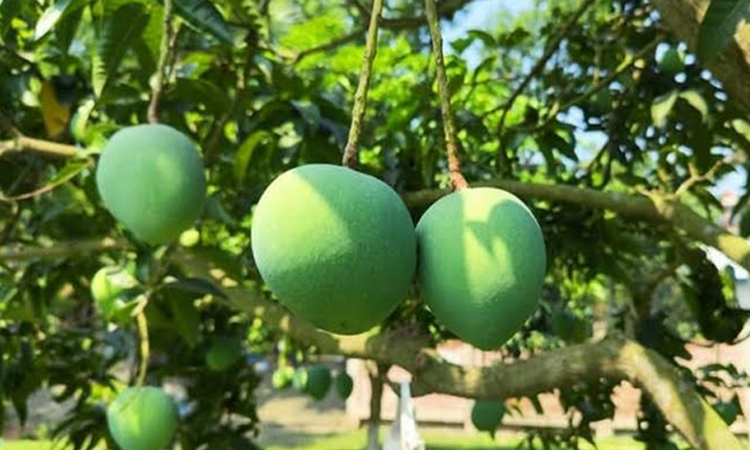 সাতক্ষীরায় আম সংগ্রহের সময়সূচি ঘোষণা