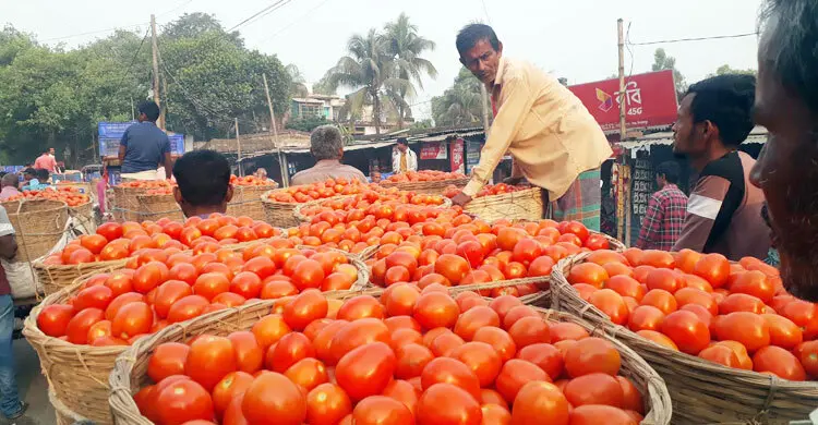 টানা বৃষ্টিতে দিনাজপুরের 'লাল সোনা' টমেটোর ভবিষ্যৎ অনিশ্চিত!